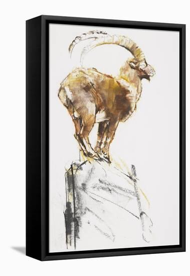 Stambecco d'Oro, 2005-Mark Adlington-Framed Stretched Canvas
