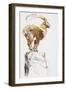 Stambecco d'Oro, 2005-Mark Adlington-Framed Giclee Print