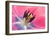 Stamen Anther Style Anatomy of Cultivated Tulip Flower-Yon Marsh-Framed Photographic Print