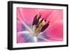 Stamen Anther Style Anatomy of Cultivated Tulip Flower-Yon Marsh-Framed Photographic Print