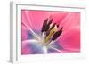 Stamen Anther Style Anatomy of Cultivated Tulip Flower-Yon Marsh-Framed Photographic Print