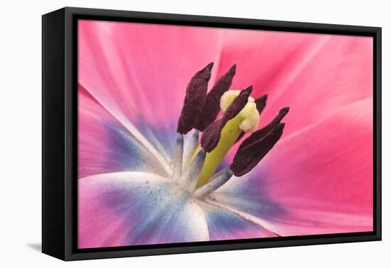 Stamen Anther Style Anatomy of Cultivated Tulip Flower-Yon Marsh-Framed Stretched Canvas