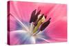 Stamen Anther Style Anatomy of Cultivated Tulip Flower-Yon Marsh-Stretched Canvas