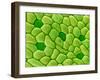 Stamen of Heartleaf Plant-Micro Discovery-Framed Photographic Print