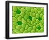 Stamen of Heartleaf Plant-Micro Discovery-Framed Photographic Print