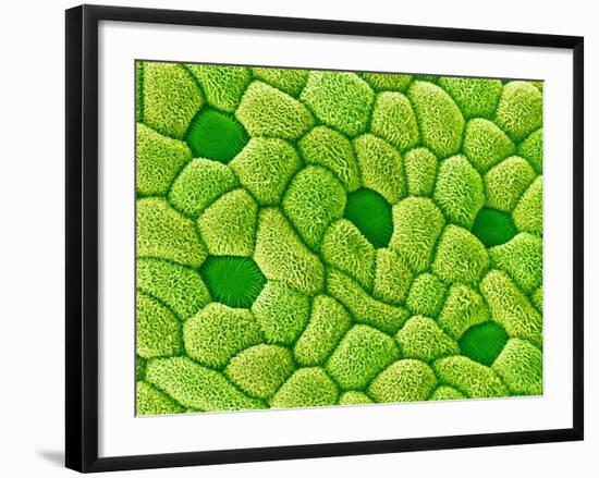 Stamen of Heartleaf Plant-Micro Discovery-Framed Photographic Print