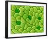 Stamen of Heartleaf Plant-Micro Discovery-Framed Photographic Print