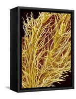 Stamen of Oleander-Micro Discovery-Framed Stretched Canvas