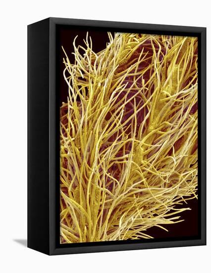 Stamen of Oleander-Micro Discovery-Framed Stretched Canvas