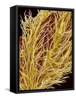 Stamen of Oleander-Micro Discovery-Framed Stretched Canvas
