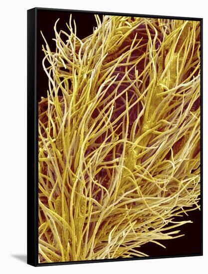 Stamen of Oleander-Micro Discovery-Framed Stretched Canvas