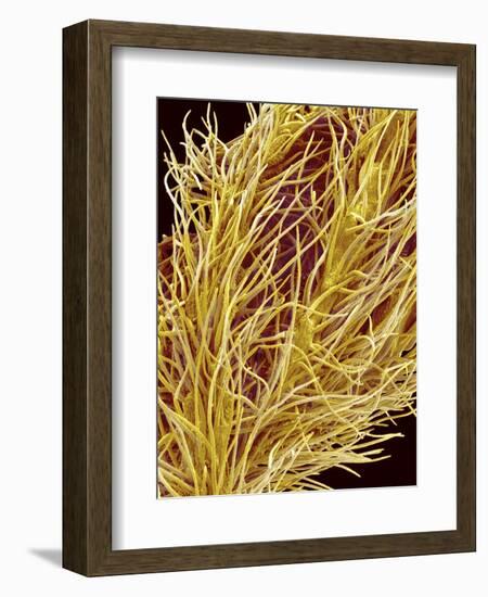 Stamen of Oleander-Micro Discovery-Framed Photographic Print