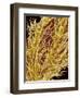 Stamen of Oleander-Micro Discovery-Framed Photographic Print