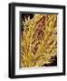 Stamen of Oleander-Micro Discovery-Framed Photographic Print