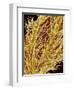 Stamen of Oleander-Micro Discovery-Framed Photographic Print