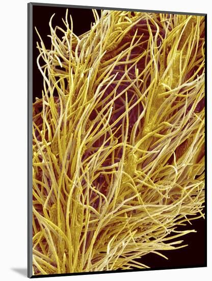 Stamen of Oleander-Micro Discovery-Mounted Photographic Print