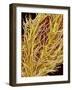 Stamen of Oleander-Micro Discovery-Framed Photographic Print