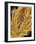 Stamen of Oleander-Micro Discovery-Framed Photographic Print