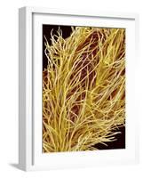 Stamen of Oleander-Micro Discovery-Framed Photographic Print