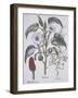 Stamonia-Basilius Besler-Framed Giclee Print