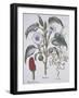 Stamonia-Basilius Besler-Framed Giclee Print