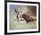 Stampede-Harry Bishop-Framed Premium Giclee Print