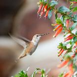 Hummingbird-Stan Hellmann-Photo