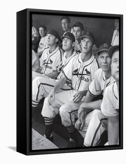 Stan Musial St. Louis Cardinals Most Outstanding Player Following Foul Ball from Bench-Joe Scherschel-Framed Stretched Canvas