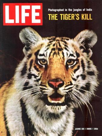 Tiger, June 25, 1965