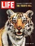 Tiger, June 25, 1965-Stan Wayman-Photographic Print