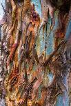 Eucalyptus Tree Bark Texture, Colourful Natural Abstract Pattern-stanciuc-Photographic Print