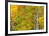Stand of aspen treesin fall color, Uncompahgre National Forest, Colorado-Adam Jones-Framed Photographic Print