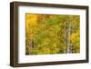 Stand of aspen treesin fall color, Uncompahgre National Forest, Colorado-Adam Jones-Framed Photographic Print