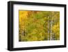 Stand of aspen treesin fall color, Uncompahgre National Forest, Colorado-Adam Jones-Framed Photographic Print