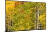 Stand of aspen treesin fall color, Uncompahgre National Forest, Colorado-Adam Jones-Mounted Photographic Print