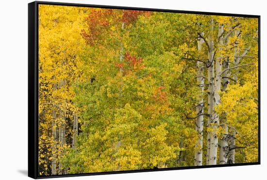 Stand of aspen treesin fall color, Uncompahgre National Forest, Colorado-Adam Jones-Framed Stretched Canvas