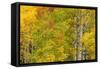 Stand of aspen treesin fall color, Uncompahgre National Forest, Colorado-Adam Jones-Framed Stretched Canvas