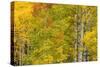 Stand of aspen treesin fall color, Uncompahgre National Forest, Colorado-Adam Jones-Stretched Canvas