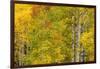 Stand of aspen treesin fall color, Uncompahgre National Forest, Colorado-Adam Jones-Framed Photographic Print