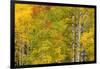 Stand of aspen treesin fall color, Uncompahgre National Forest, Colorado-Adam Jones-Framed Photographic Print