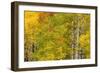 Stand of aspen treesin fall color, Uncompahgre National Forest, Colorado-Adam Jones-Framed Photographic Print