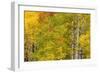 Stand of aspen treesin fall color, Uncompahgre National Forest, Colorado-Adam Jones-Framed Photographic Print