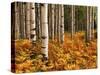 Stand of Quaking Aspen Tree, Gunnison National Forest, Colorado, USA-Adam Jones-Stretched Canvas