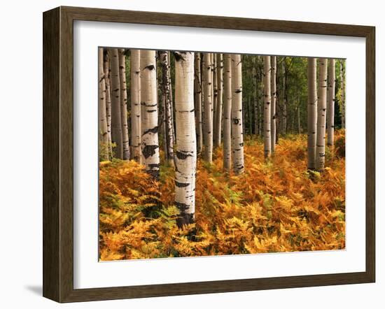 Stand of Quaking Aspen Tree, Gunnison National Forest, Colorado, USA-Adam Jones-Framed Premium Photographic Print