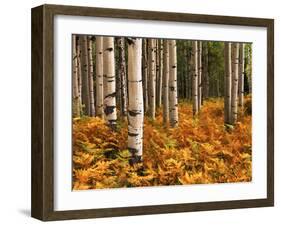 Stand of Quaking Aspen Tree, Gunnison National Forest, Colorado, USA-Adam Jones-Framed Premium Photographic Print