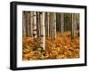 Stand of Quaking Aspen Tree, Gunnison National Forest, Colorado, USA-Adam Jones-Framed Premium Photographic Print