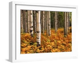 Stand of Quaking Aspen Tree, Gunnison National Forest, Colorado, USA-Adam Jones-Framed Premium Photographic Print