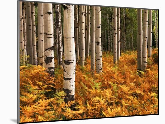 Stand of Quaking Aspen Tree, Gunnison National Forest, Colorado, USA-Adam Jones-Mounted Premium Photographic Print