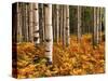 Stand of Quaking Aspen Tree, Gunnison National Forest, Colorado, USA-Adam Jones-Stretched Canvas