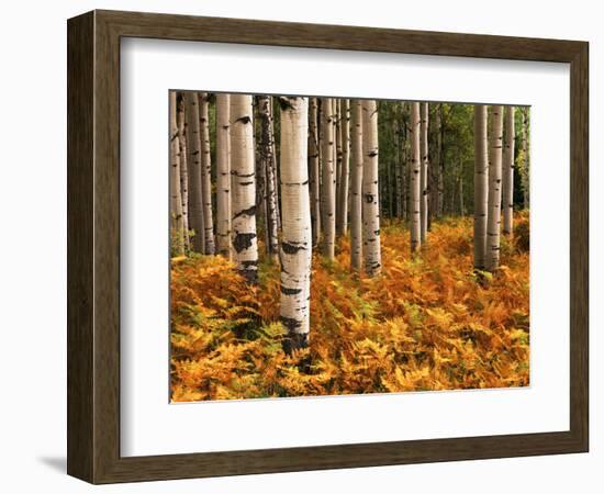 Stand of Quaking Aspen Tree, Gunnison National Forest, Colorado, USA-Adam Jones-Framed Photographic Print